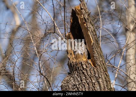 Die Ostkauze (Megascops asio) in der Wildnis macht ein Nickerchen in gebrochenem Baumzweig Stockfoto