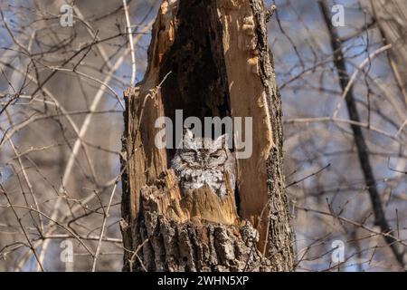 Die Ostkauze (Megascops asio) in der Wildnis macht ein Nickerchen in gebrochenem Baumzweig Stockfoto
