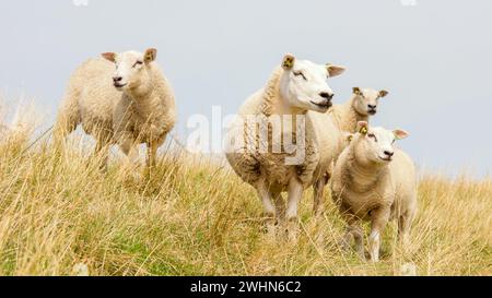 Lämmer und Schafe auf dem niederländischen Deich am IJsselmeer, Spring Views, Niederlande Stockfoto