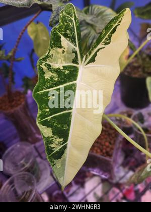 Atemberaubendes weißes und grünes marmoriertes Blatt von Alocasia Frydek Stockfoto