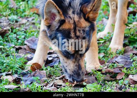 Hund liegt auf Gras, Foto Digitalbild Stockfoto