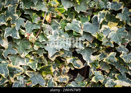 Ivy 'hedera Helix' auf einer roten Gartenmauer bei einem goldenen Sonnenuntergang Stockfoto