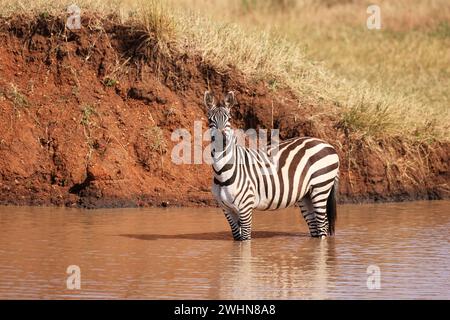 Burchell's Zebras in Ikoma, in der Nähe des Serengeti-Nationalparks, Tansania, Afrika Stockfoto