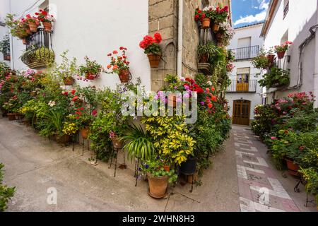 Macetas de flores en la calle Stockfoto