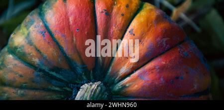 Rote Kürbis-Nahaufnahme in der Herbst-Thanksgiving-Karte Stockfoto