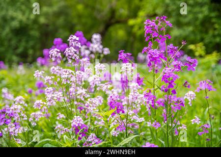 Dame Rocket Blume in River Falls, Wisconsin Stockfoto