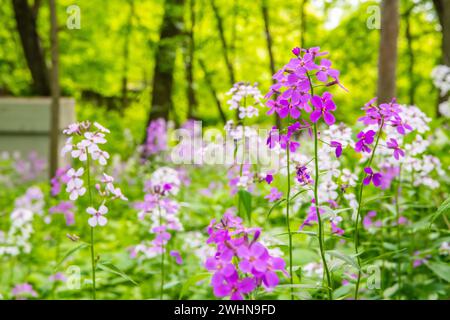 Dame Rocket Blume in River Falls, Wisconsin Stockfoto