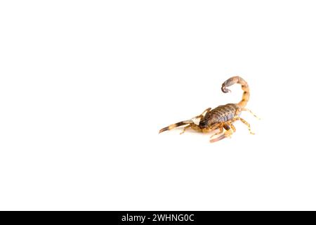 Brauner Skorpion auf weißem Hintergrund. Stockfoto