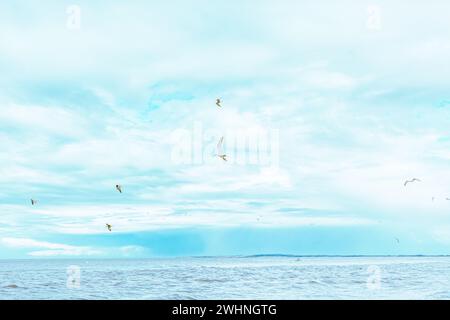 Seeschwalben und Möwen fliegen über den blauen idyllischen Ozean. Vogelherde Stockfoto