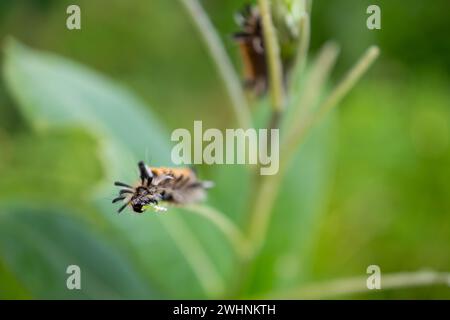 Milchweed Tussock Moth (oder Tigermoth), die im Spätsommer Milchweed ernährt Stockfoto