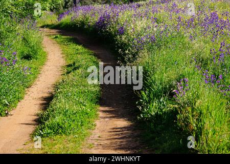 Camino en la dehesa primaveral Stockfoto