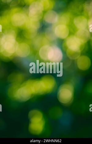 Abstrakter grüner Natur-Bokeh-Hintergrund Stockfoto