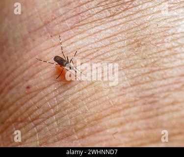 Weibliche gestreifte Mücke ernährt sich von Blut an einem menschlichen Arm. Südinsel, Aotearoa / Neuseeland Stockfoto