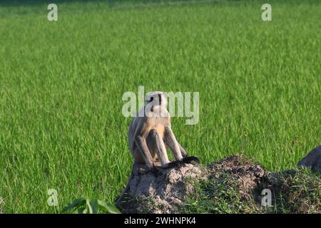 Ein männlicher Lächeraffe sitzt auf der Bundwand des landwirtschaftlichen Feldes Stockfoto