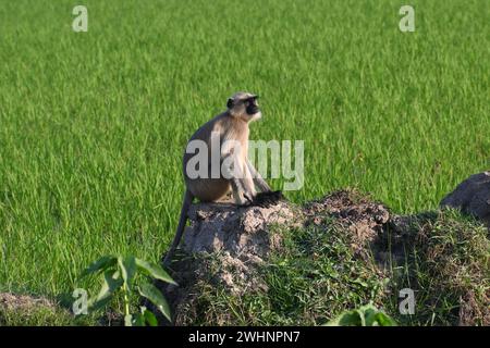 Ein männlicher Lächeraffe sitzt auf der Bundwand des landwirtschaftlichen Feldes Stockfoto