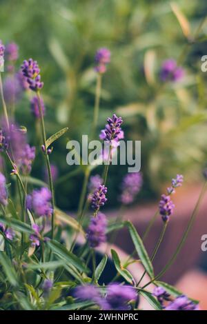 Lavendelpflanze blüht im Sonnenlicht Stockfoto