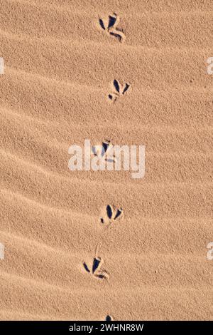 Vogel-Footprints in the Sand Stockfoto