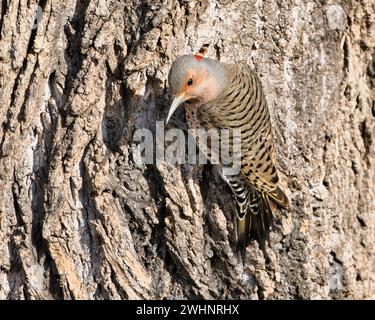 Ein weiblicher Northern Flicker, der auf Baumstamm thront Stockfoto