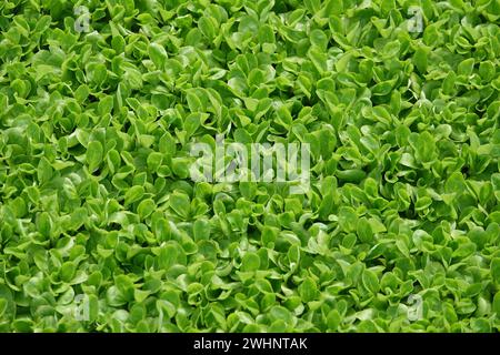 Valerianella locusta, Maissalat Stockfoto