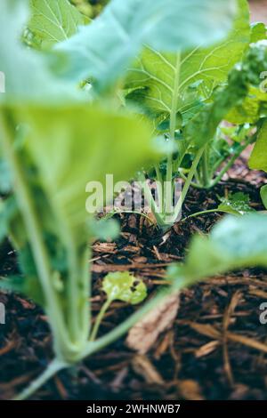 Junger Kohlrabi im Hochbett Stockfoto