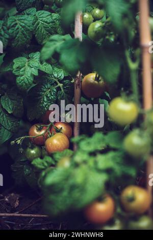 Tomatenpflanze mit grünen Tomaten nach Regen Stockfoto