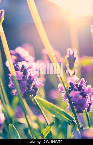 Nahaufnahme der Lavendelblüte im Sonnenlicht Stockfoto