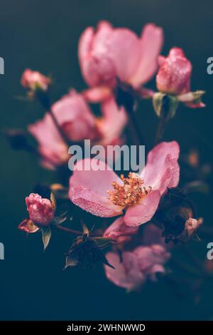 Verdorbene wilde Rosen, bedeckt mit Tautropfen Stockfoto