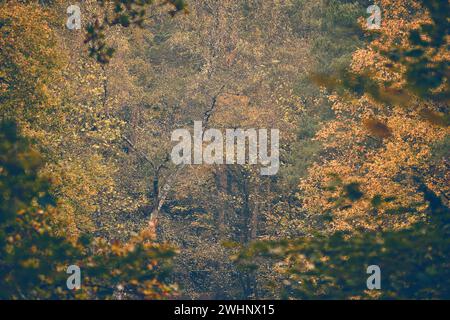 Baumkronen im Herbst mit gelben und grünen Blättern Stockfoto