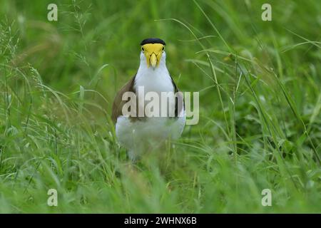 Ein bodenbewohnter australischer erwachsener maskierter Lapwing-Vanellus Miles, novaehollandiae-Vogel im bewölkten Licht, der in hohem Gras zur Kamera läuft Stockfoto