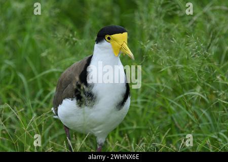 Eine Nahaufnahme eines bodenbewohnenden australischen erwachsenen, maskierten Lapwing-Vogels Vanellus Miles, novaehollandiae-Vogels in sanftem Licht, der in hohem Gras zur Kamera läuft Stockfoto