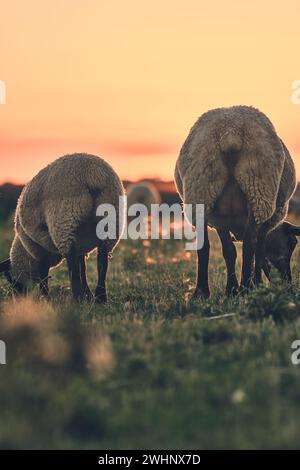 Zwei Schafe weiden bei Sonnenuntergang von hinten Stockfoto