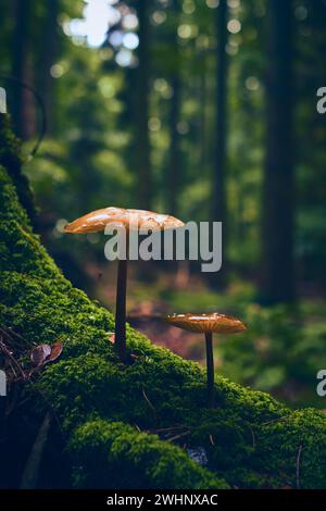 Pilze wachsen auf moosbewachsener Baumwurzel Stockfoto