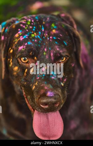 Holi Colors on Labrador Retriever Stockfoto