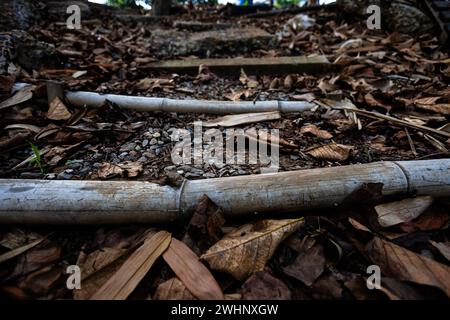 Natürliche Wege und Fußwege entlang des Flusses. Blätter und Schmutz auf dem Boden. Stockfoto