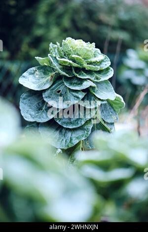 Im Winter frieren Rosenkohl im Garten Stockfoto