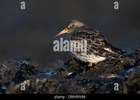 Purple Sandpiper (Calidris maritima) auf der Suche nach Nahrung in Algen an der Küste von Northumberland Stockfoto