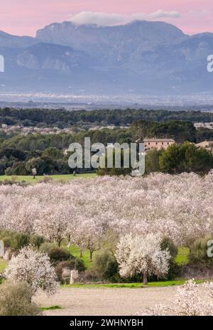 Almendros En flor Stockfoto