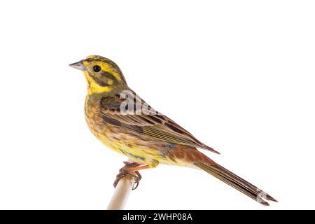 Yellowhammer (Emberiza citrinella) isoliert auf weißem Hintergrund Stockfoto