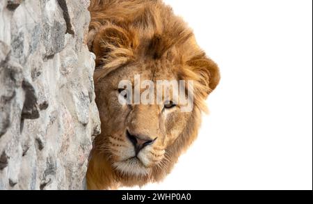 Porträt Löwe (Panthera leo) isoliert auf weißem Hintergrund Stockfoto