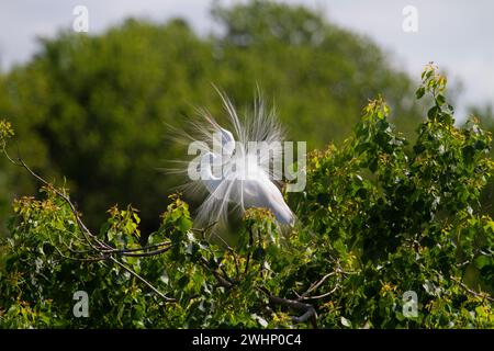 Reiher (Ardea alba) mit Zuchtgefieder, High Island, Texas, USA Stockfoto