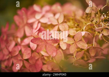 Hortensie Arborescens oder glatte Hortensie, Blumen im Herbstpark. Stockfoto
