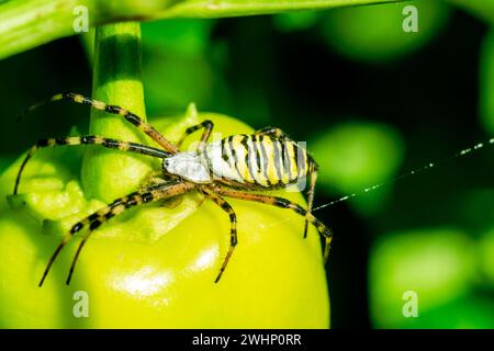 Spinne auf einem Blatt. Gelb gestreifte Wasp Spinne - Argiope bruennichi - draußen in der Natur Stockfoto