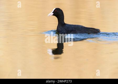 Ein Russ im Park, Ziegeleipark Heilbronn, Deutschland, Europa Stockfoto