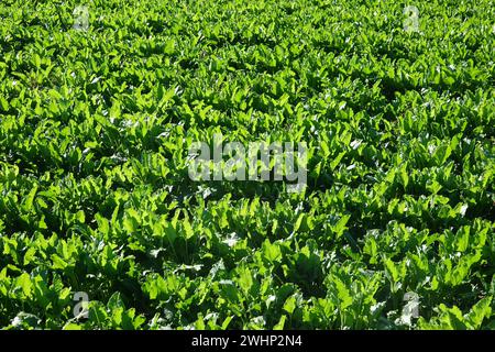 Beta vulgaris, Zuckerrüben Stockfoto