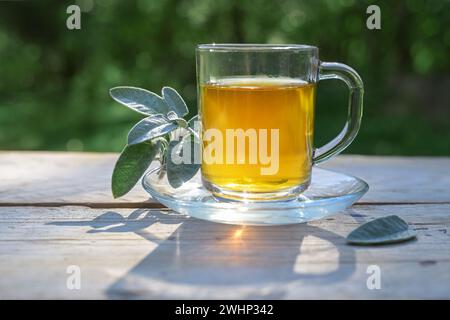 Salbei-Tee in einem Glasbecher auf einem Holztisch, gesundes Heißgetränk und Hausmittel gegen Husten, Halsschmerzen, Verdauungsprobleme, Zahnfleischentzündung Stockfoto