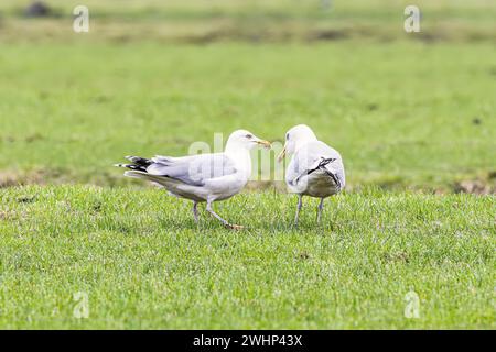 Nahaufnahme von ein paar europäischen Heringsmöwen, Larus argentatus, gelber Schnabel mit rotem Fleck auf einer Weide vor verschwommenem Hintergrund. Das Männchen hat ein Ei Stockfoto