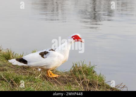 Nahaufnahme der domestizierten männlichen Moschusente, Cairina moschata forma domestica, am Rand des Teiches mit schwerem, weiß gefiedertem Körper mit schwarzen Flecken auf dem Flügel Stockfoto