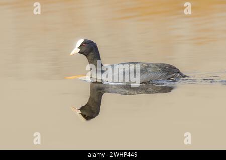 Nahaufnahme des schwimmenden Coot, Fulica atra, im warmen Licht der untergehenden Sonne mit rasiermesserscharfer Reflexion in der welligen Wasseroberfläche Stockfoto