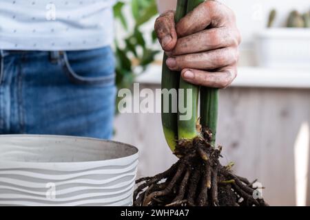 Pflanzung von zamioculcas in einen neuen Topf. Die Pflanzen Im Innenbereich Aufwachen. Neupflanzung in neuem Boden, männliche Hände kümmern sich um tropische Pflanzen, Nachhaltigkeit und Umwelt. Frühjahrspflanzenpflege Stockfoto