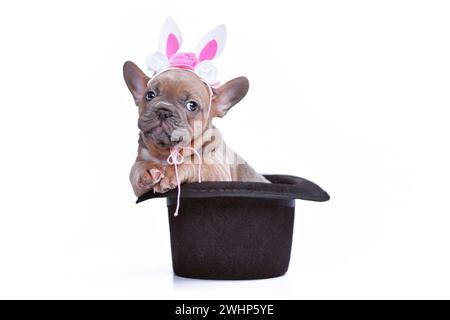 Niedliches blaues Kitz französischer Bulldog Hund Welpe mit Osterhase Stirnband in schwarzem Magier Hut auf weißem Hintergrund Stockfoto